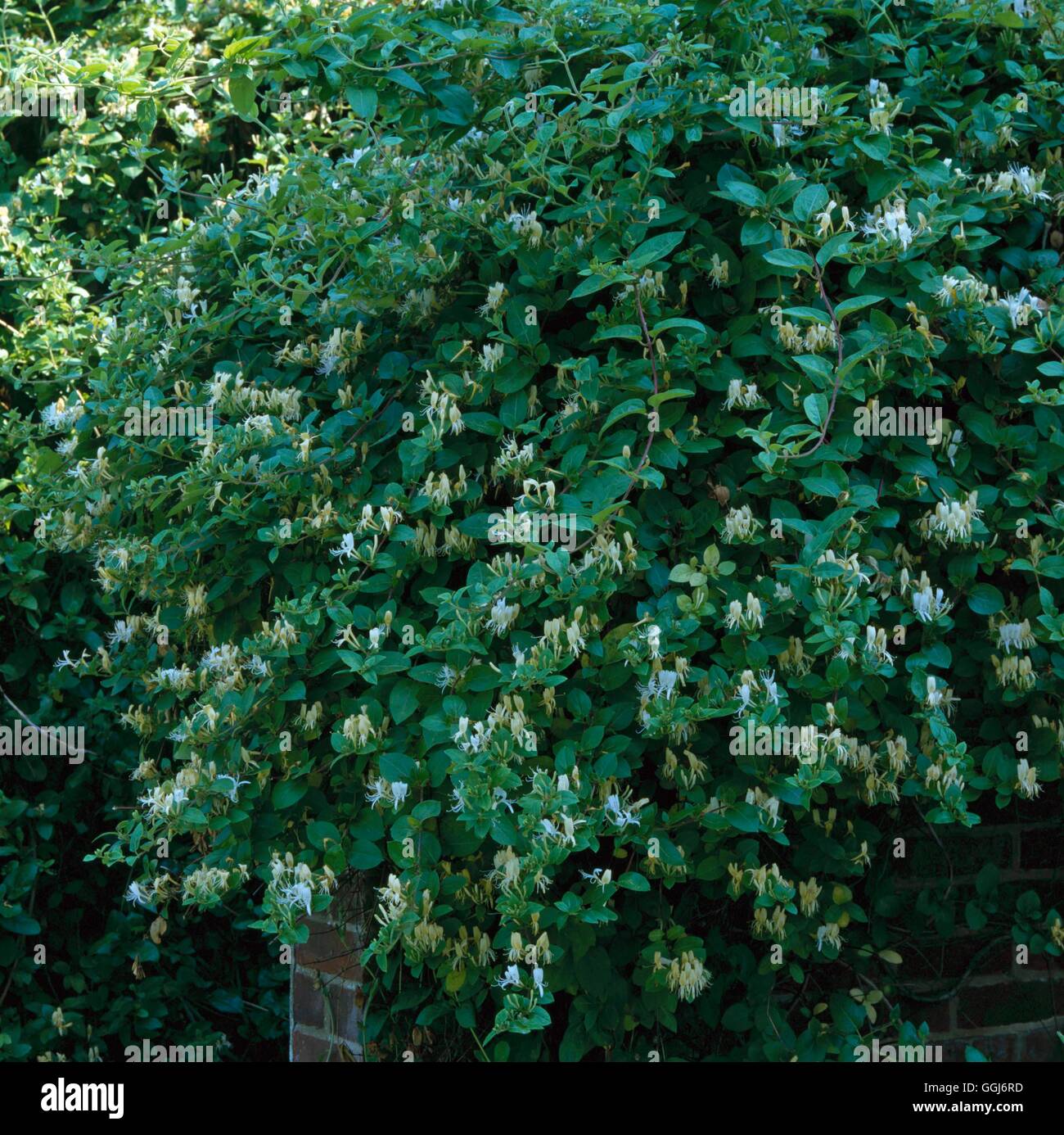 Lonicera japonica - `Halliana' AGM   CLS017559 Stock Photo